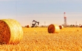 Haybills in foreground, pumpjack and rig in the background