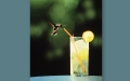 hummingbird drinking lemonade
