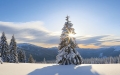 tree in snow at sunrise