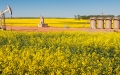 pump jack in a field of yellow flowers