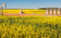 pump jack in a field of yellow flowers