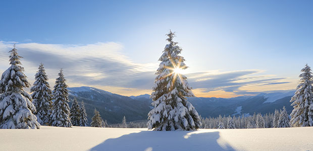 tree in snow at sunrise