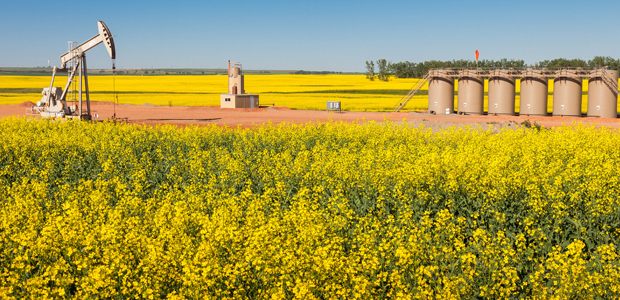 pump jack in a field of yellow flowers