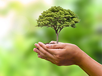 tree in palm of hand