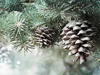 pine cones on a tree