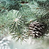 pinecones